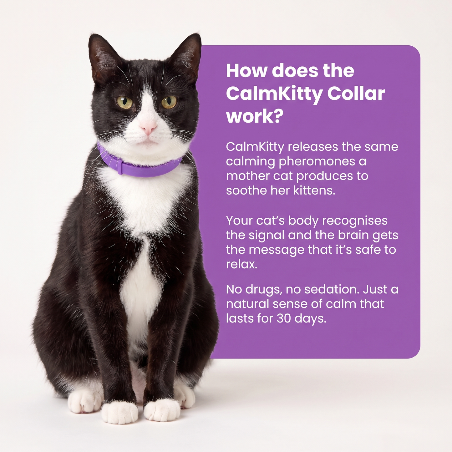 CalmKitty Pheromone Collar
