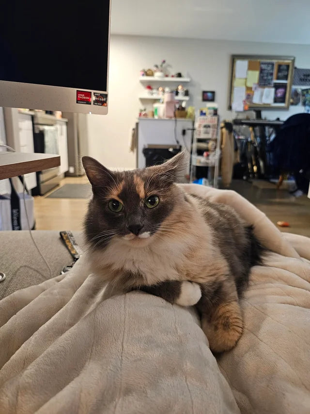 files/kitty.webp